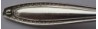 Faun 1929 - Sugar Spoon Shell